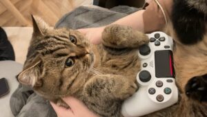 猫とバイオハザードやってみた。