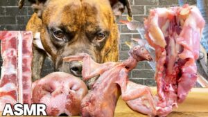 【大食い犬ASMR】バイオハザードな生肉や骨をバリバリ噛み砕く音が衝撃すぎる愛犬www