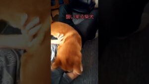 シバイオハザード(?)#shorts