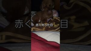 高齢犬の日常🐶暗闇ににいる#ゾンビ犬#バイオハザード#トイプードル #老犬 #うちの子が可愛いすぎる #シニア犬との暮らし #テディベア #fyp