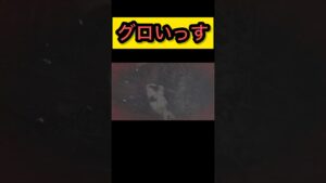 滅茶苦茶グロい死亡シーン【バイオハザードre4 BIOHAZARD4re】#バイオハザードre4 #biohazard4 #biohazard