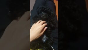 ワンちゃん🐶#DBD#バイオハザードレジスタンス#ゲーム実況 #動物