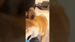 突然のﾀﾋ #バイオハザード